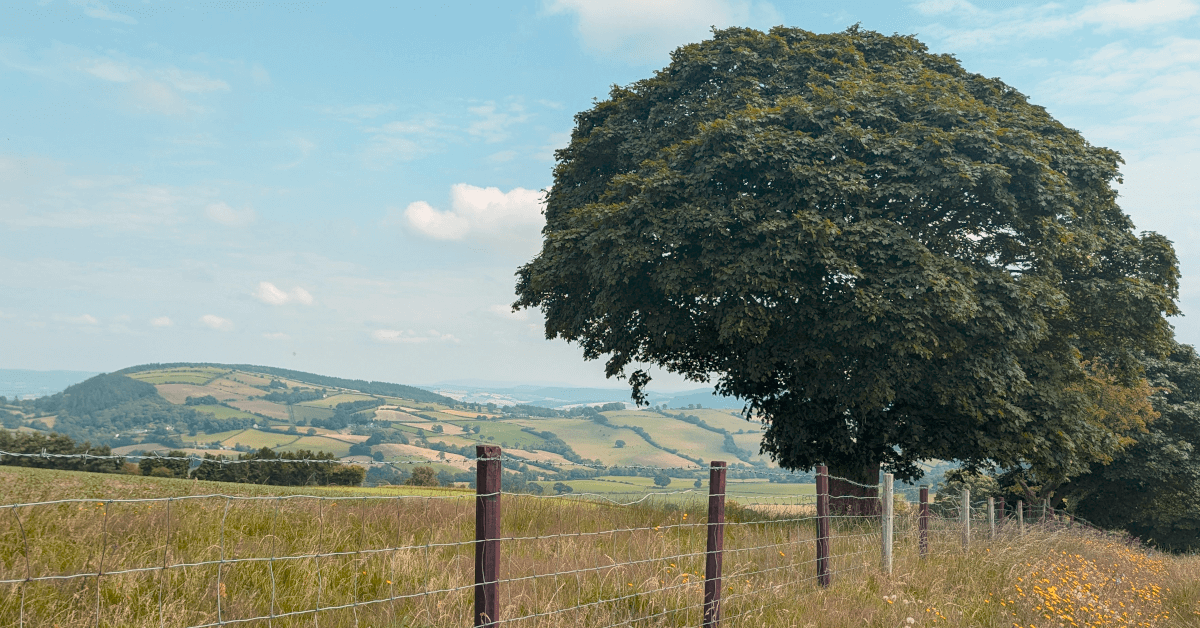 A Summer Walk in Shropshire